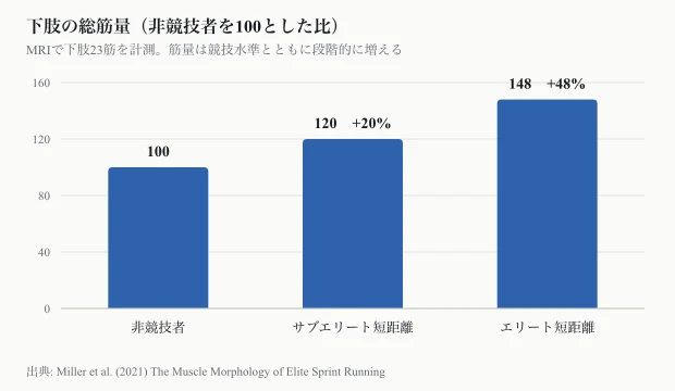 競技水準別の下肢総筋量