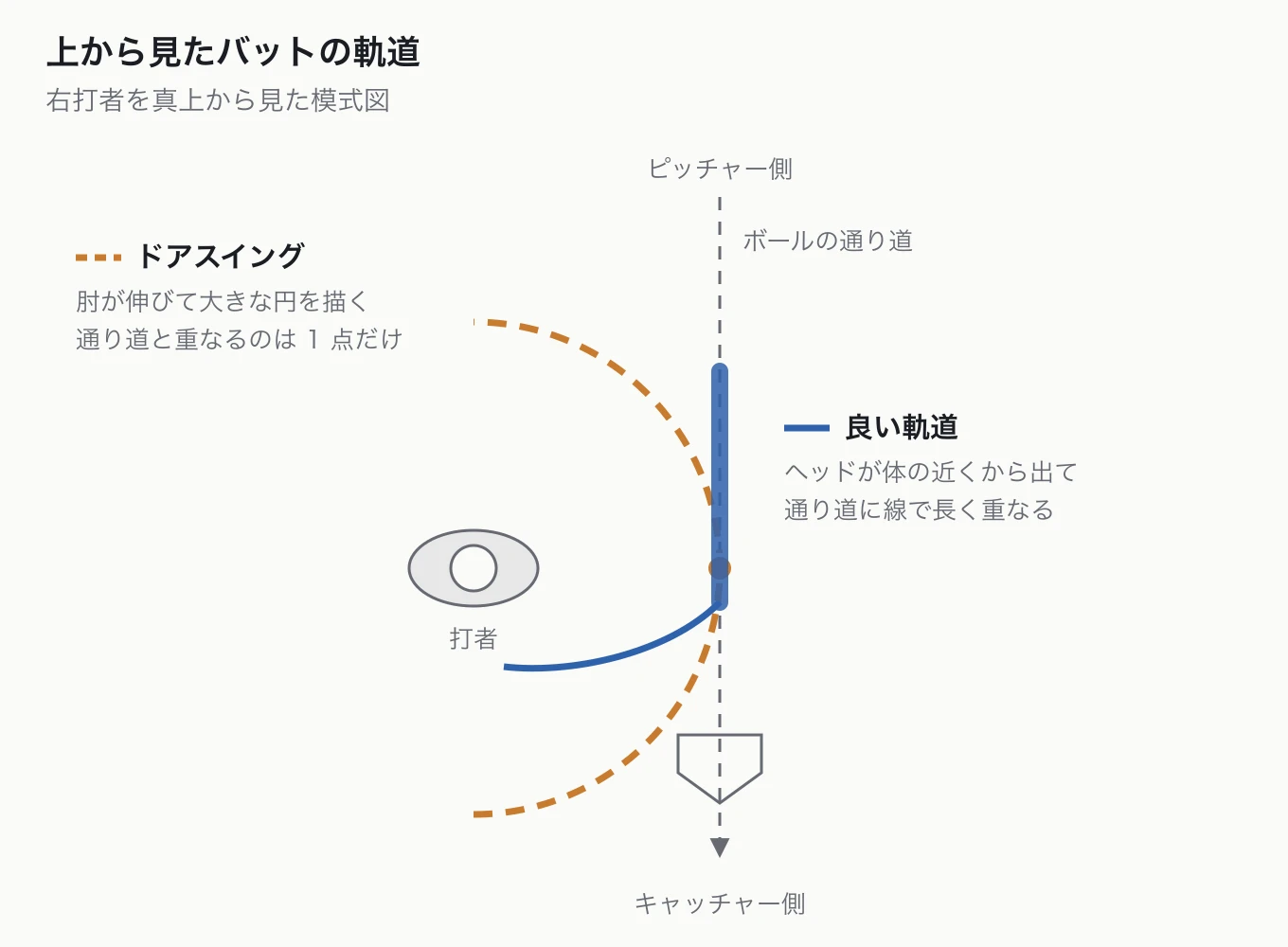 The bat's path seen from above